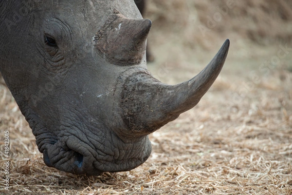 Fototapeta Close up of a White Rhino seen on a safari in South Africa