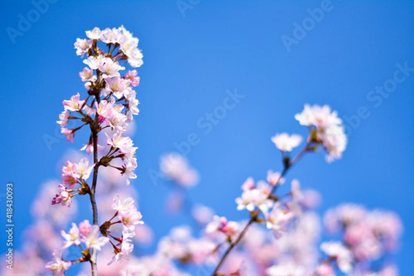 Obraz Kirschblüten im Frühling bei strahlendem blauen Himmel