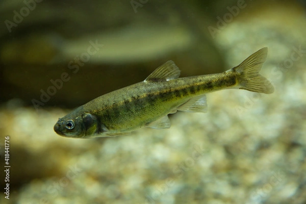 Obraz  Eurasian minnow, common minnow (Phoxinus phoxinus).