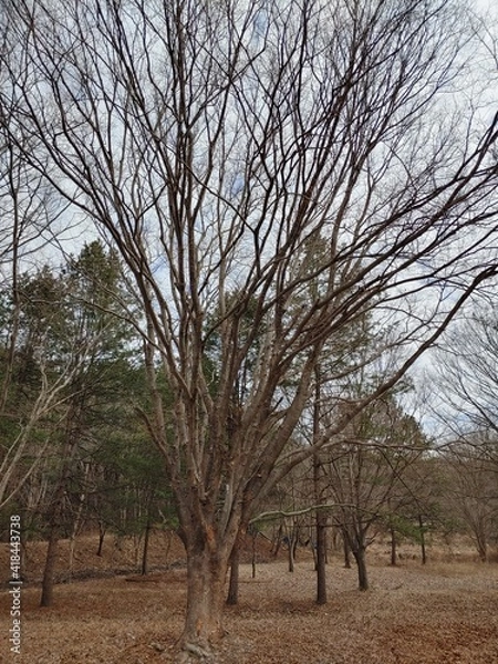 Obraz 곧게 뻗은 나뭇가지들