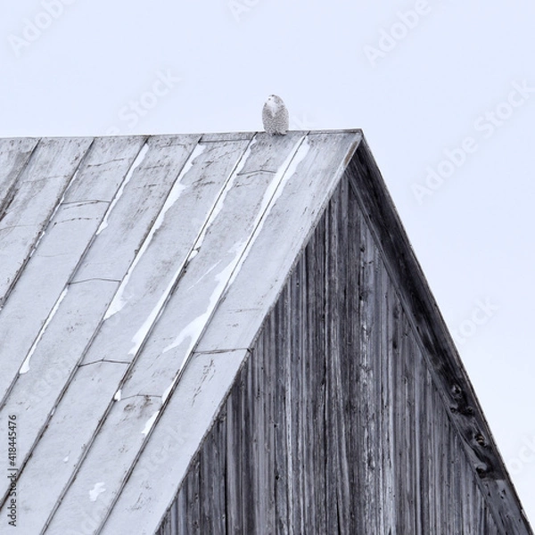 Obraz Snowy owl 