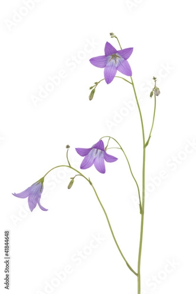 Obraz harebell