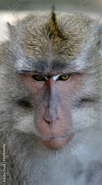 Obraz Monkey Portrait