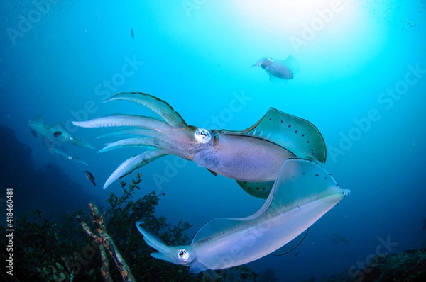 Obraz アオリイカの産卵