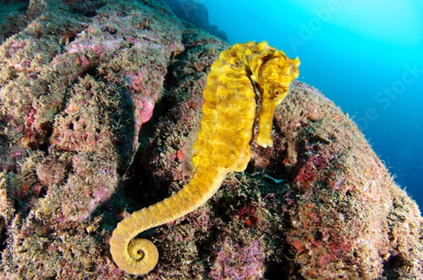 Obraz オオウミウマ