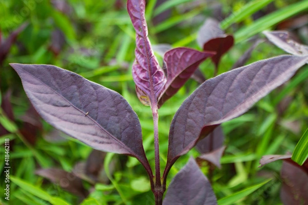 Obraz Red amaranth and green grass