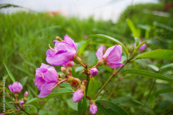 Obraz Tibouchina Flowers