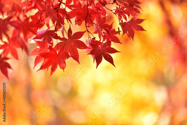Fototapeta 紅葉の背景