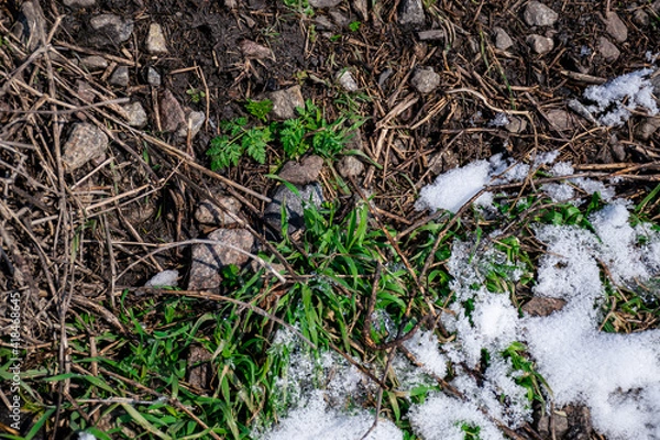 Fototapeta first grass on a background of snow