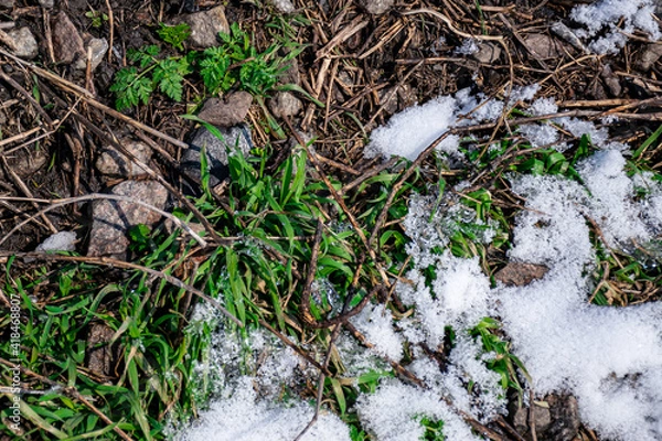 Fototapeta first grass on a background of snow