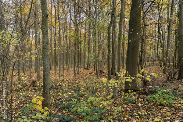 Obraz autumn in the forest