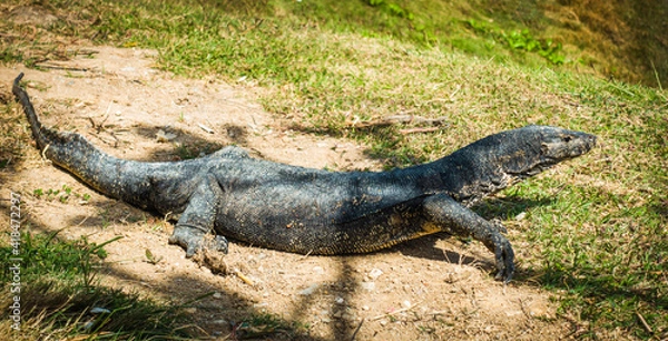 Obraz alligator in the grass