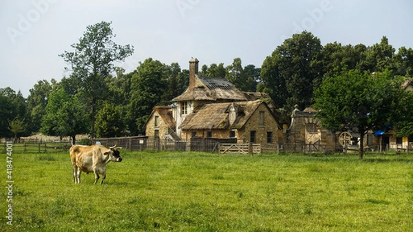 Obraz cows in the village