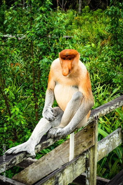 Obraz monkey on the tree