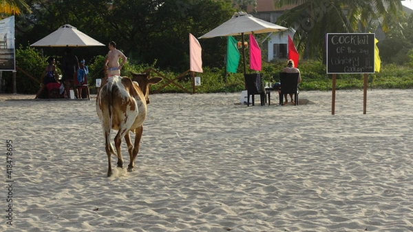 Obraz horses on the beach