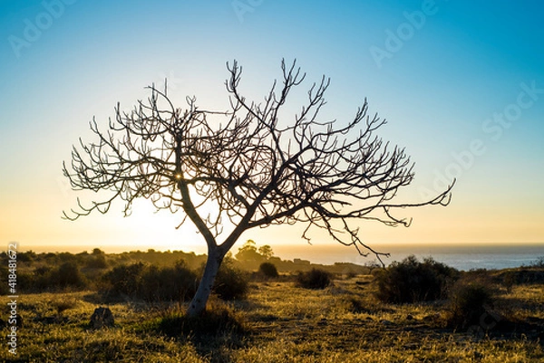Obraz Fig tree without leaves in winter near the sea in southern Spain