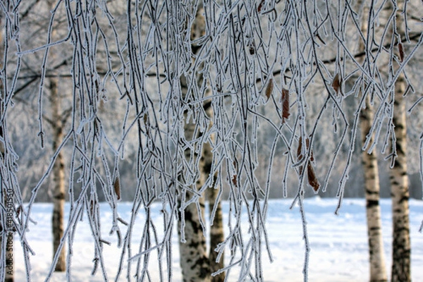 Obraz hanging frosty birch branches