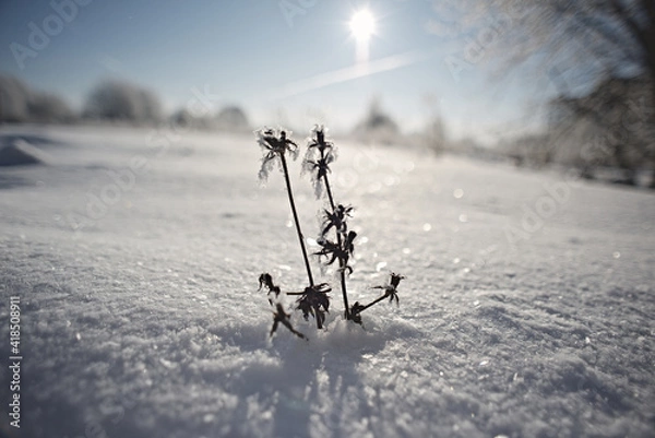 Obraz Winter flat landscape.After a cold night, the branches of the trees in the field are covered with frost. The background is blurry, boke. Traces of people, sunny sky, small and large plants are visible