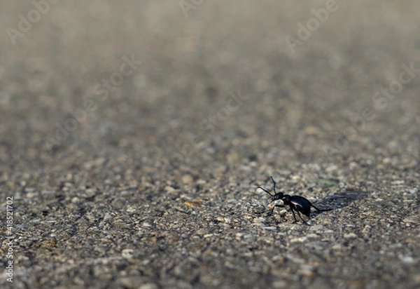 Fototapeta Bug