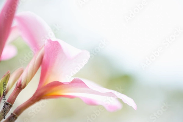 Fototapeta Concept nature view of White and pink leaf on blurred greenery background in garden and sunlight with copy space using as background natural green plants landscape, ecology, fresh wallpaper.