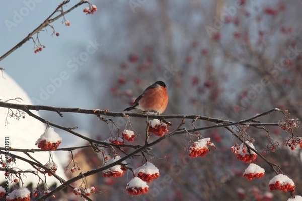 Obraz bullfinch on branch