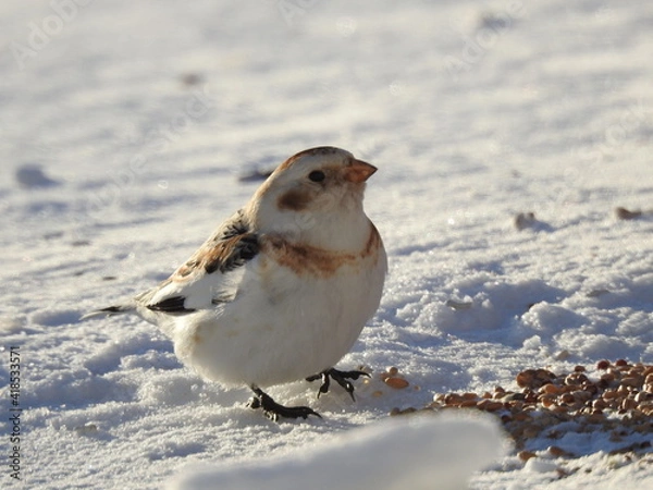 Obraz A snow bunting in winter
