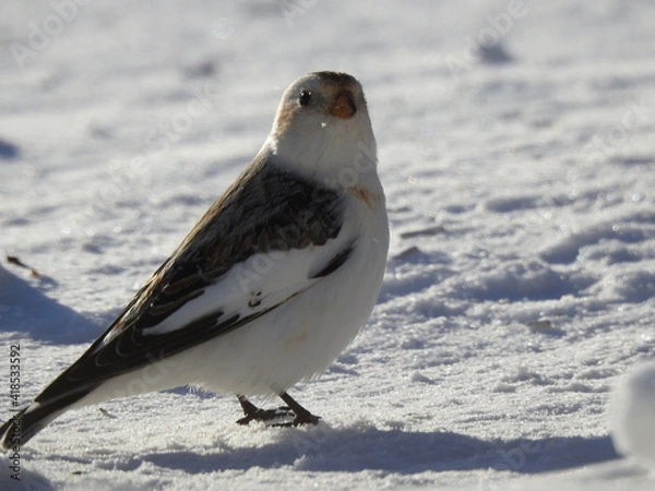 Obraz A snow bunting in winter