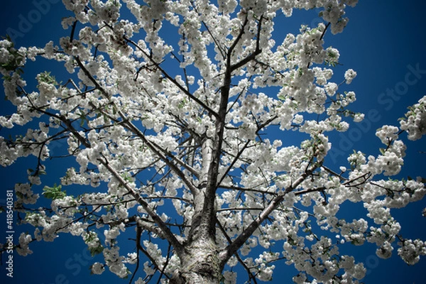 Fototapeta blooming tree