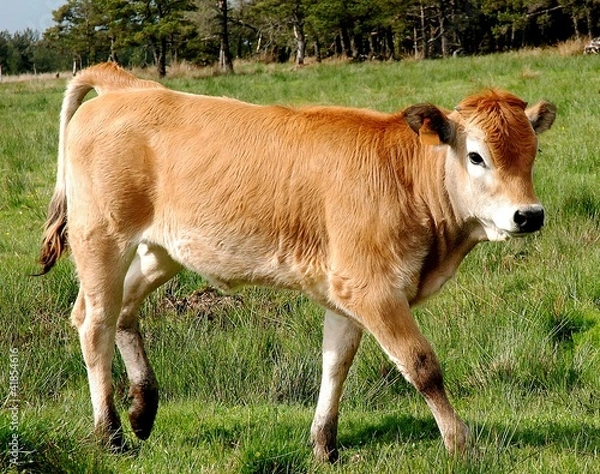 Obraz Jeune Aubrac