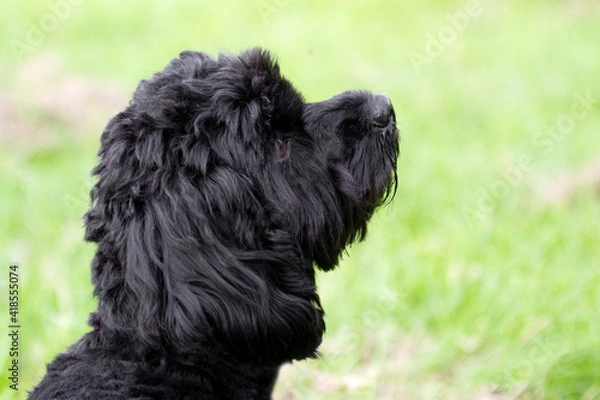 Fototapeta Cockerpoo