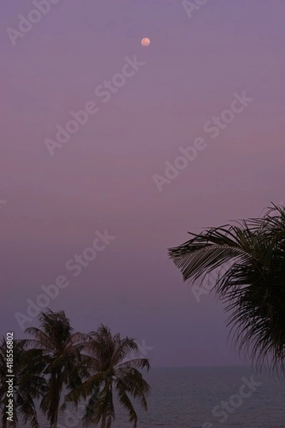 Obraz Vertical view of top palm trees and sea with moon in the vanilla sky evening.