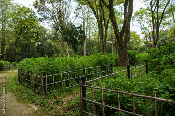 Fototapeta 花が咲く前の葉だけの紫陽花