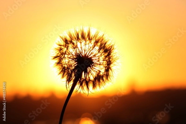 Fototapeta white dandelion at sunset, close-up