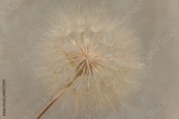 Fototapeta white dandelion close-up