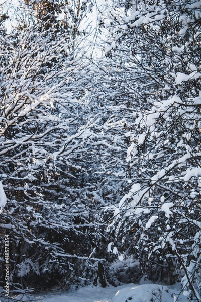 Fototapeta snowy boughs in forest in winter shot in Germany