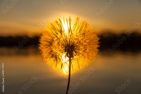 Obraz white dandelion at sunset, close-up