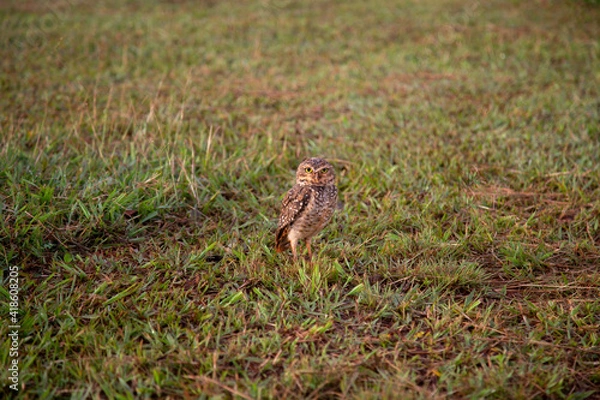 Fototapeta Burrowing Owl - Athene cunicularia - in the grass attentive taking care of its burrow and its young
