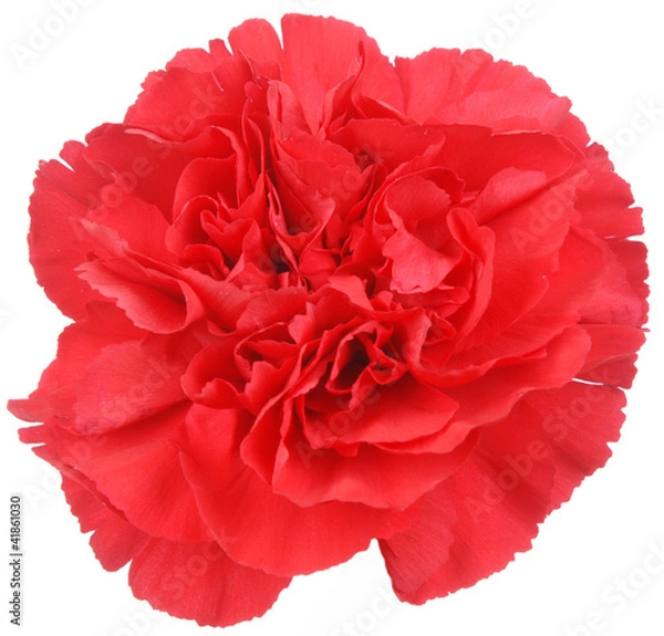 Obraz Red Carnation flower on white