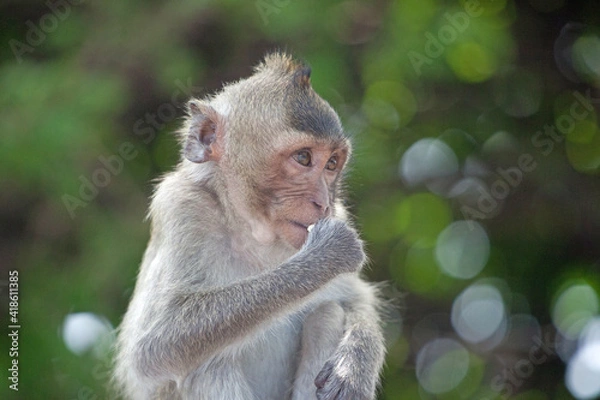 Fototapeta 可愛いサル