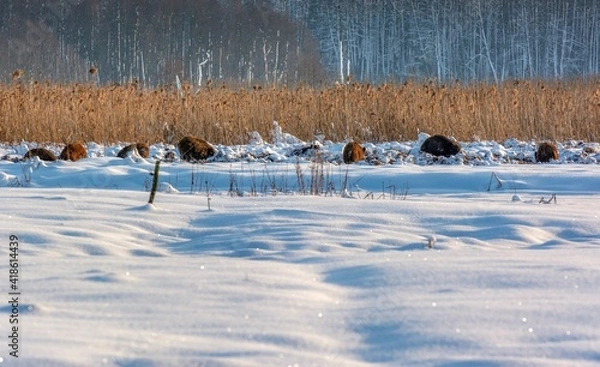 Obraz landscape with snow