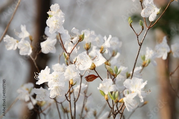 Obraz シロバナゲンカイツツジ