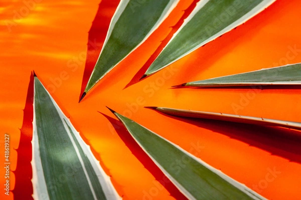 Obraz Cactus leaves with thorn on orange background 