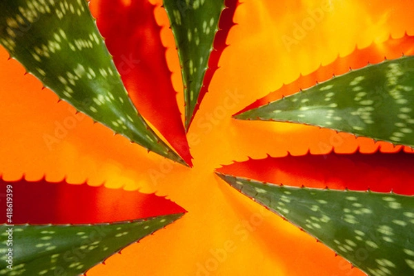 Obraz Aloe vera leaves on orange background 
