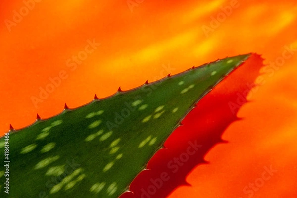 Obraz Aloe vera leaves on orange background 