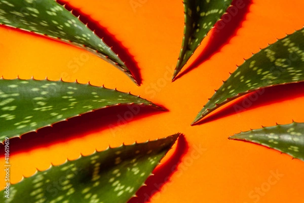 Obraz Aloe vera leaves on orange background 