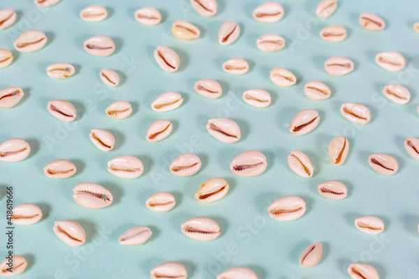 Obraz the shell of a marine mollusk