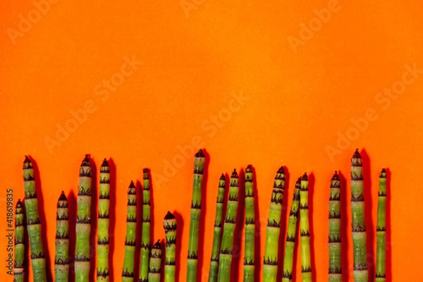 Obraz Horsetail a nonflowering plant with a hollow jointed stem that bears whorls of narrow leaves, producing spores in cones at the tips of the shoots