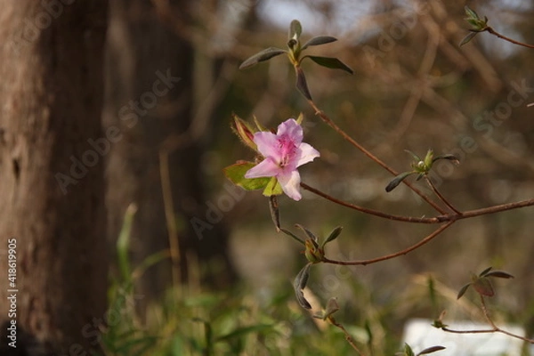 Obraz コバノミツバツツジ