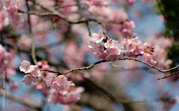 Fototapeta cherry blossom