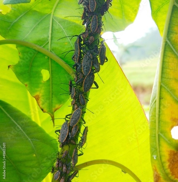 Fototapeta photo of a true ladybird, the scientific name is Anasa tristis